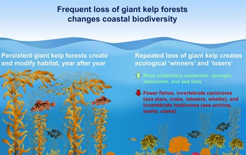 Frequent loss of giant kelp forests changes coastal biodiversity, as this infographic shows.